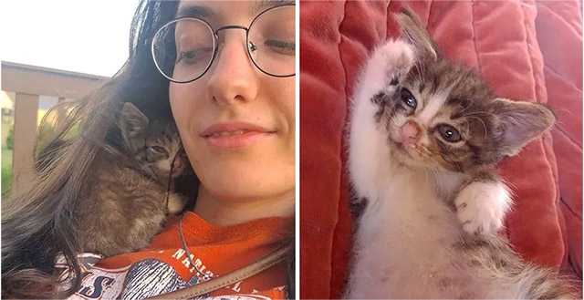 stray kitten