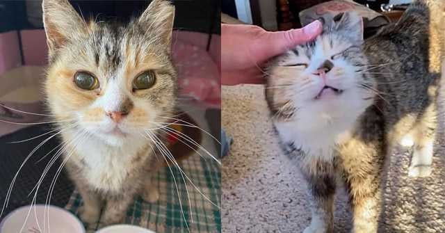 cat blind