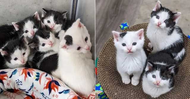 cute kittens