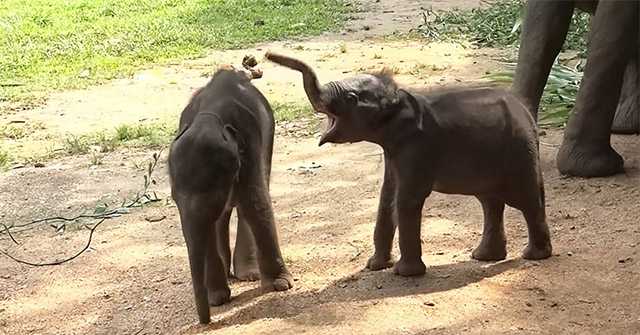 Twin baby elephants