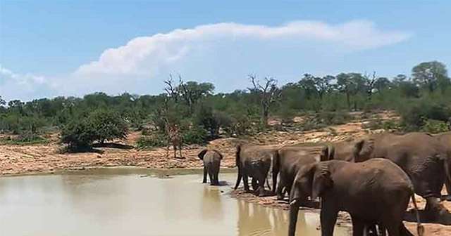 elephants