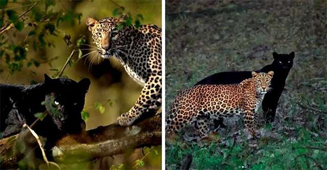 Panther Leopard