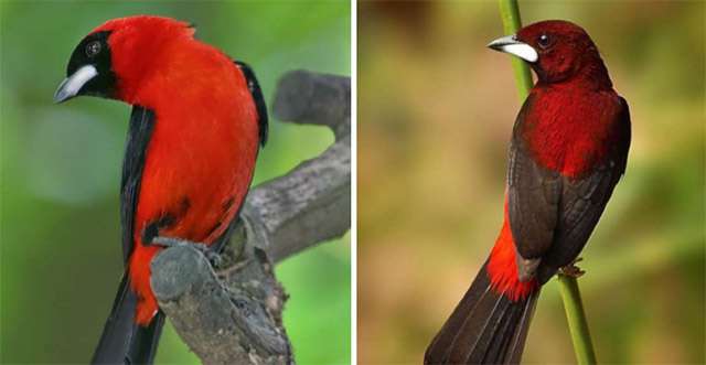 Stunning Bird