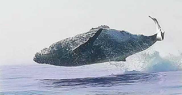 whale
