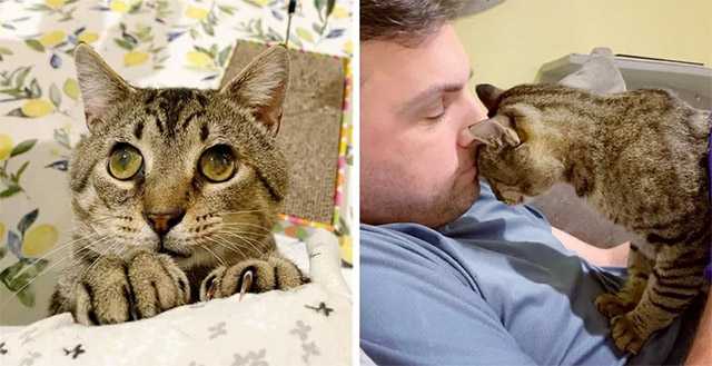 Cat Big Eyes