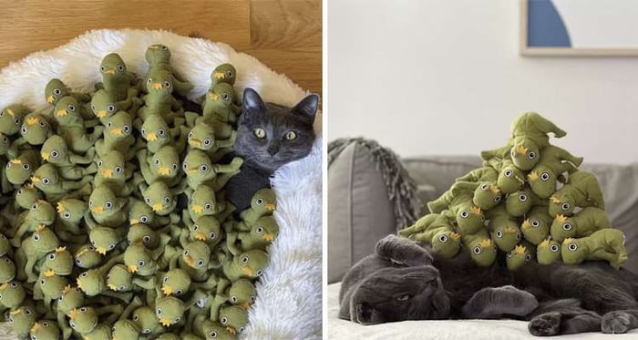 Cat Is So Obsessed With Frog