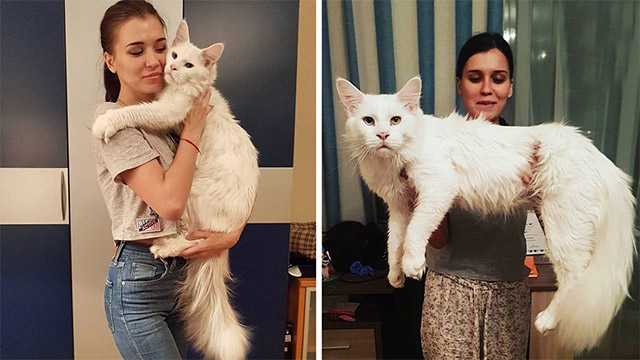 Giant Cat