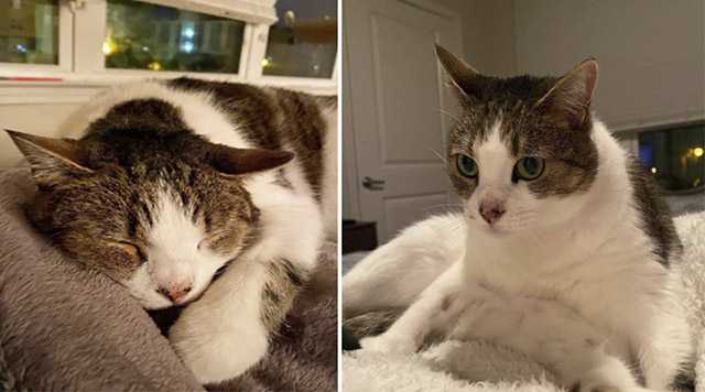 Senior Cat