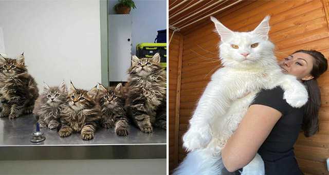 Stunning Maine Coon Cat